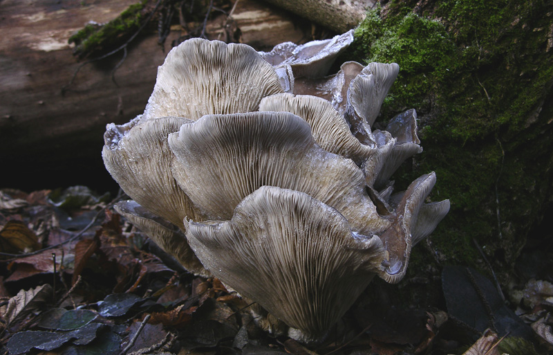 A caccia di Pleurotus ostreatus.....chiamati i  geloni...